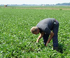 Scott Michael monitoring plant development and scouting for pests to
determine if any pesticide application is needed. Integrated pest management
(IPM) reduces the use of chemicals in farming.